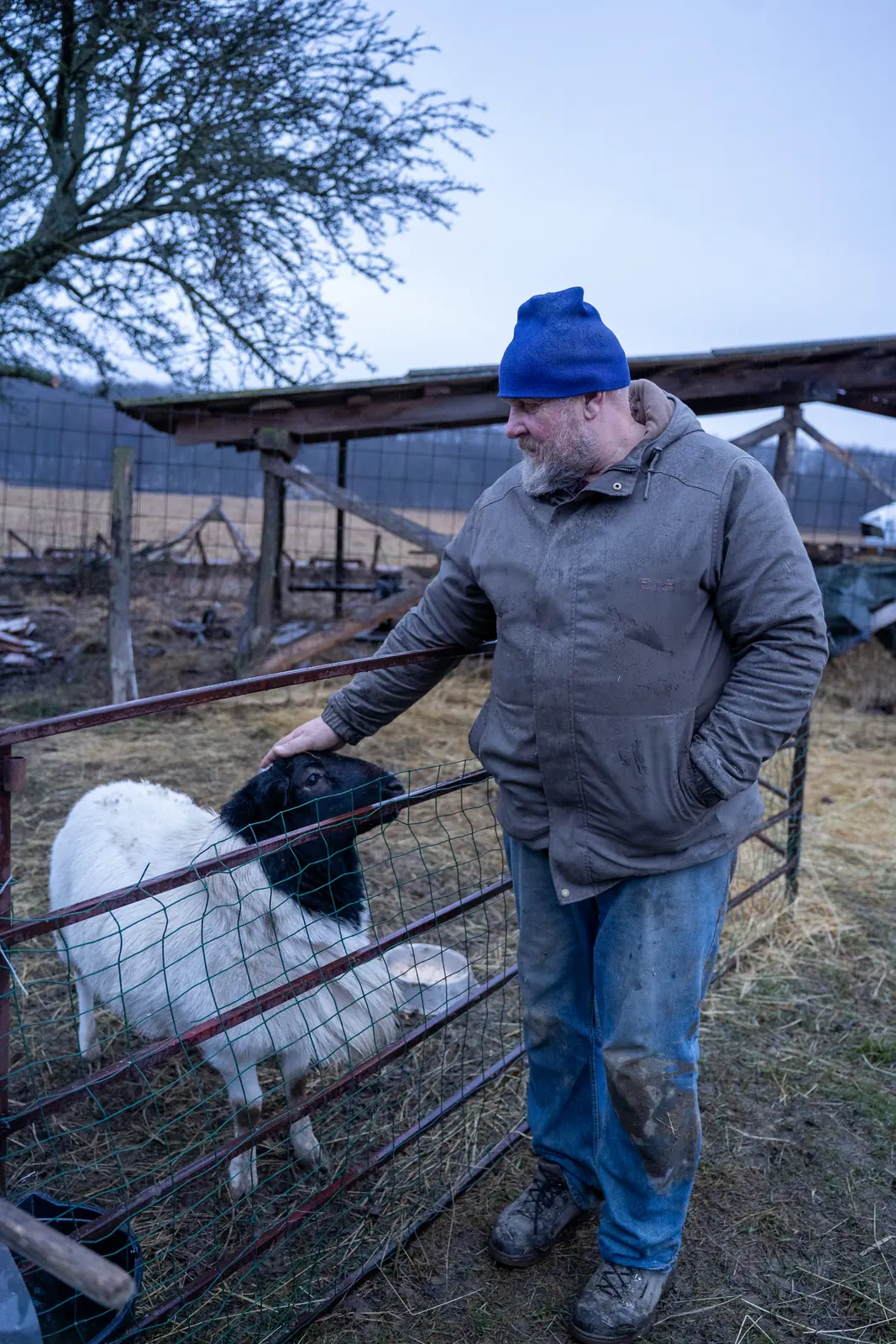 Gazda pri ovciach na farme